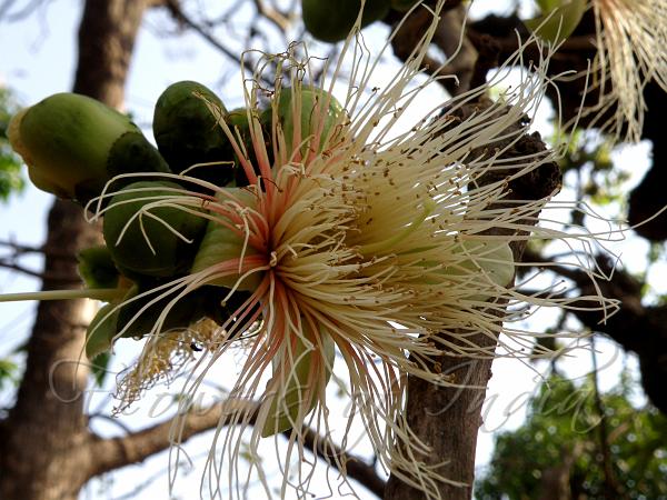 Wild Guava